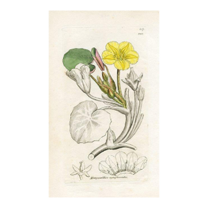 1840s, Water-Lily Botanical Print by James Sowerby, Original Antique Botanical Print, Engraving, Hand Colored, England