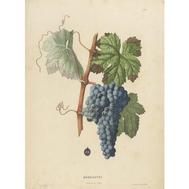Morrastel Grape Variety, 1890, Paper For Sale