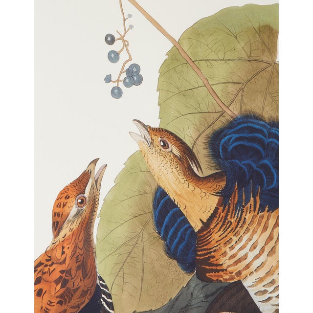 Audubon Ruffed Groüse Plate 41 Havell Edition Chairish