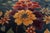 1930s Royal Blue Solid Floral Modernist Antique Chinese Art Deco Gallery Rug For Sale - Image 11 of 12