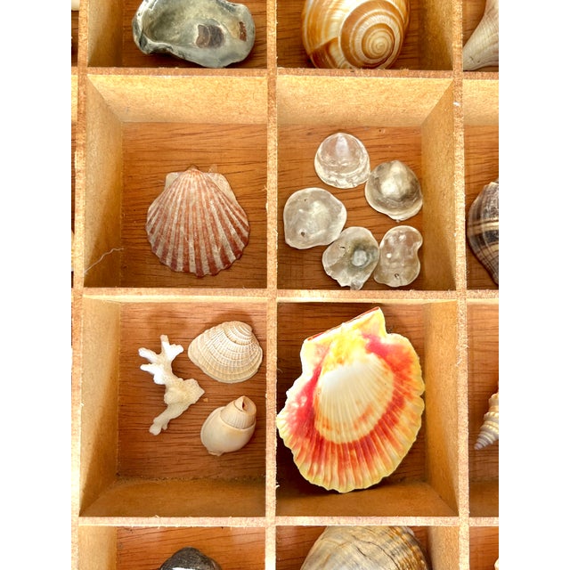 Pair Vintage Folk Art Shadow Boxes With Seashell Collection Coastal Boho Chic For Sale - Image 9 of 18