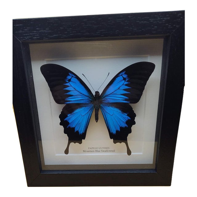 Glass Frame Display Papilio Ulysses Mountain Blue Swallowtail Butterfly For Sale