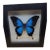 Glass Frame Display Papilio Ulysses Mountain Blue Swallowtail Butterfly For Sale