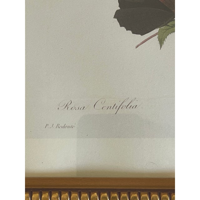 1960s 1960s Great Pair of P.J.Redoute Chromolithographs of Roses in Gold Frames Reproduction For Sale - Image 5 of 6