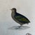 Super high quality in this lovely historical French 18th Century bird engraving! Signed Public par Pourrat F. a Paris....