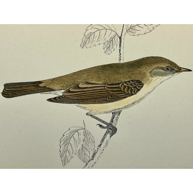 Illustration Antique Hand Colored Bird Print From England Featuring a Chief Chaff - Circa 1888 For Sale - Image 3 of 12