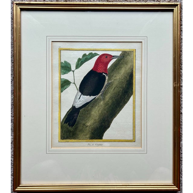 Antique 18th century original hand colored print of red headed woodpecker. In beautiful custom matte and gold frame. One...