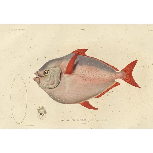 Moonfish, 1842, Paper For Sale - Image 6 of 7