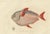 Moonfish, 1842, Paper For Sale - Image 6 of 7