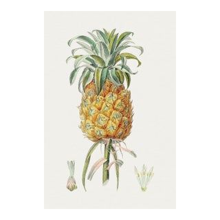 Vintage Hand-Drawn Pineapple, Botanical Art Print Reproduction, 24" X 36" For Sale