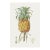 Vintage Hand-Drawn Pineapple, Botanical Art Print Reproduction, 24" X 36" For Sale
