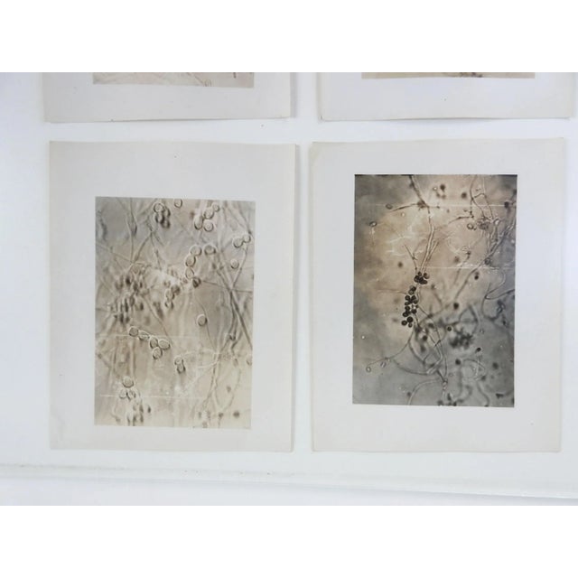 1945 photographs of microscopic fungal slides. Very abstract looking, notes in pencil on verso. Unframed, each is 4" x 5".