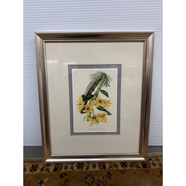 Wood Louis Van Houtte's Orchid Botanical Print, Framed For Sale - Image 7 of 12