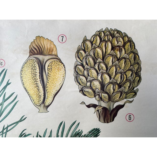 Vintage Linen School Map the Scots Pine For Sale - Image 4 of 13