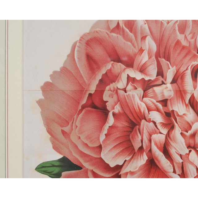 Set of Nine Botanical Lithograph Prints After Louis Van Houtte For Sale - Image 11 of 18