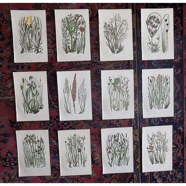 Antique 19th Century Botanical Lithographs - Set of 12 For Sale - Image 9 of 9