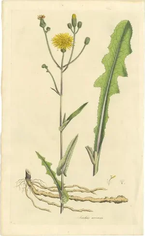 Curtis, Botany Illustration of the Sonchus Arvensis, 1817, Print