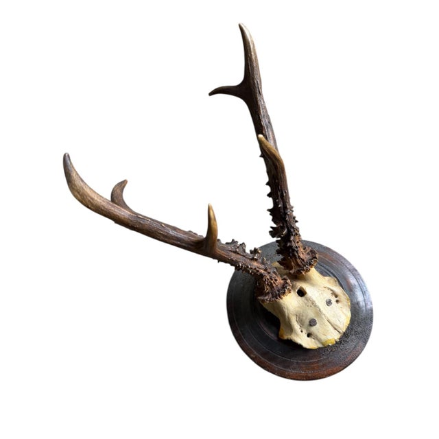 Roe Deer Trophy 15 Black Forest Antlers Mount For Sale - Image 4 of 5