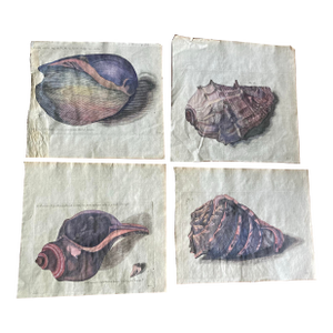 Authentic 18th Century Hand Painted Engravings of Mollusks.