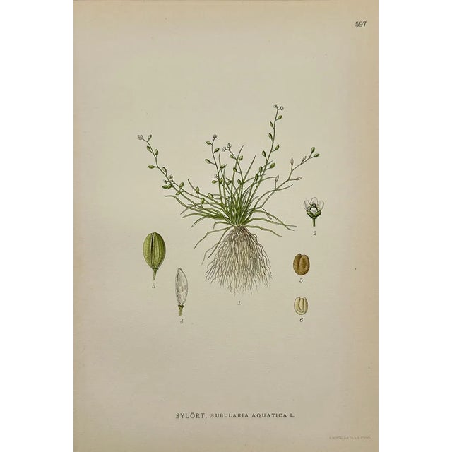 1920s Carl Lindman Botanical Prints – Water Plants, Saxifrage & Alpine (1922), Set of 8 For Sale - Image 5 of 9