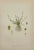 1920s Carl Lindman Botanical Prints – Water Plants, Saxifrage & Alpine (1922), Set of 8 For Sale - Image 5 of 9