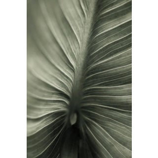 Calla Lily Study 2 by Robert Houser Print, 24" x 36" For Sale