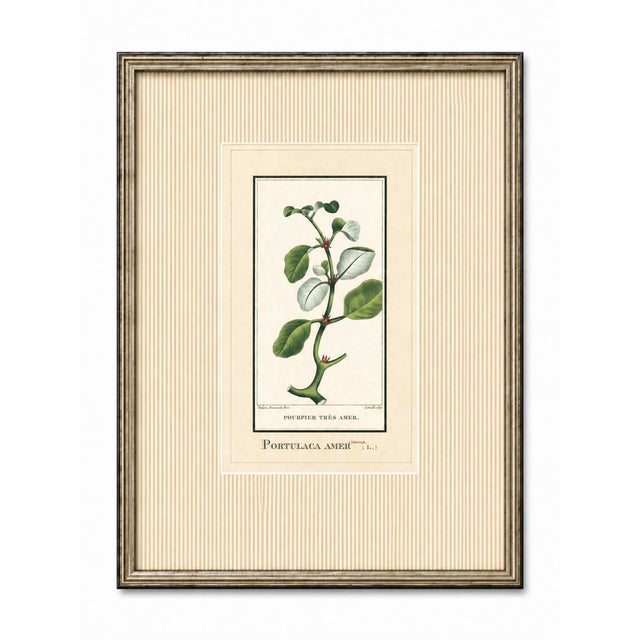 French Antique French Botanical Engravings From Descourtilz’s Medical Flora of the West Indies, C. 1830 – Hand-Colored, Custom Framed ( Set B) - Set of 4 For Sale - Image 3 of 5