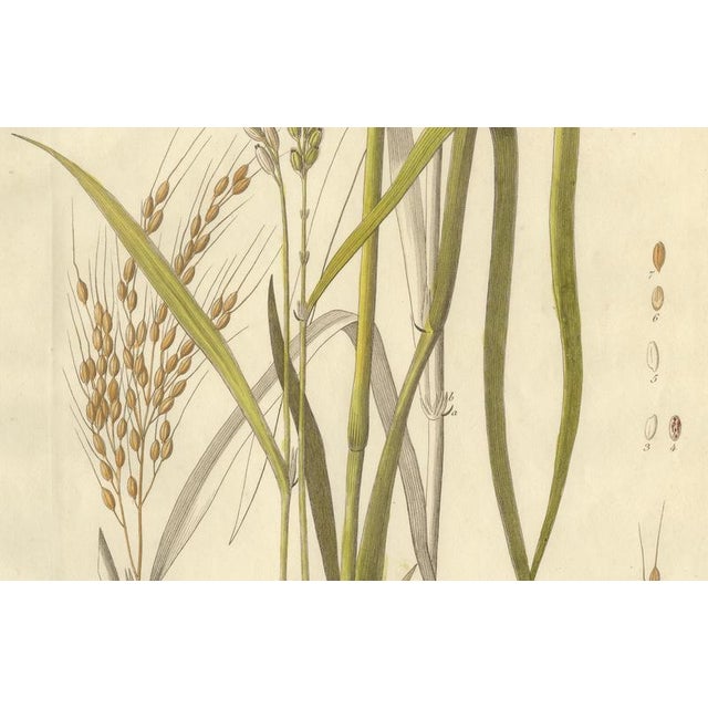 Antique Rice Botanical Print Oryza Sativa, 1831 For Sale - Image 4 of 10