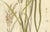 Antique Rice Botanical Print Oryza Sativa, 1831 For Sale - Image 4 of 10