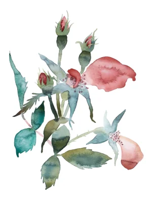 "Rose Study No. 76" Contemporary Original Botanical Flowers Watercolor Painting by Elizabeth Becker