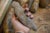 Antique Bronze Age African Stone Primitive Weapon For Sale In New York - Image 6 of 8