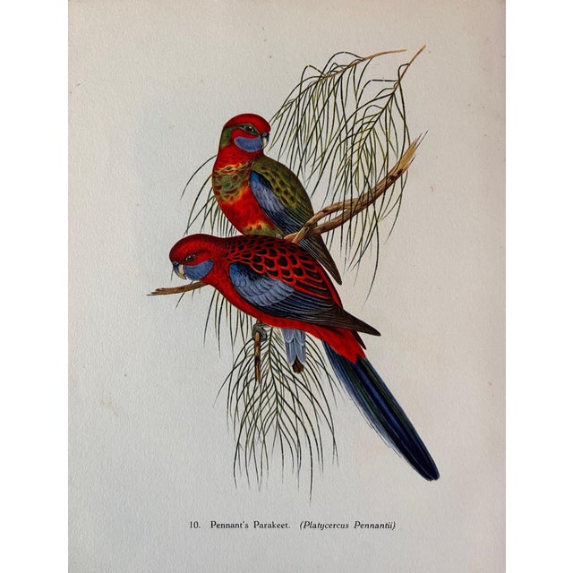 Paper John Gould, Tropical Bird Plates, 1948, Prints, Set of 6 For Sale - Image 7 of 8