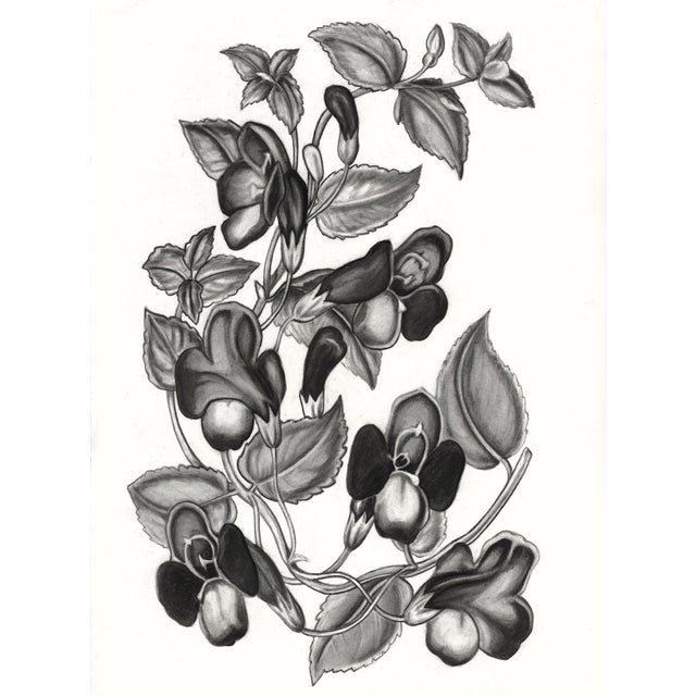 (Torenia Asiatica Pulcherrima) Contemporary Botanical Black and White Print For Sale