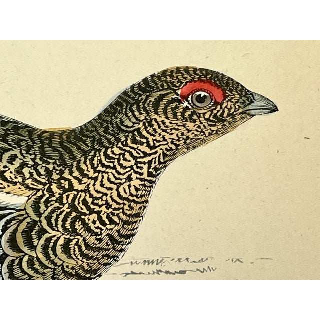 Late 19th Century Antique Hand Colored Bird Print From England Showcasing a Pair of Black Grouses - Circa 1888 For Sale - Image 5 of 11