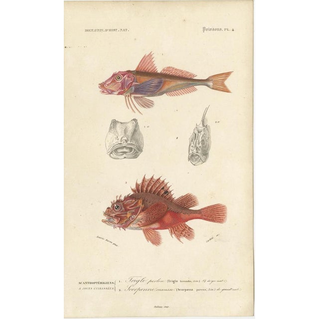 Various Fish Species, 1861, Handcolored Prints, Set of 9 For Sale - Image 4 of 11