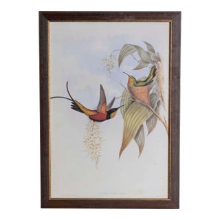 19th Century John Gould Bird Print - One of 24 For Sale