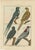 R. Bernard, Four Parrots, 1792, Hand-Colored Copper Engraving For Sale
