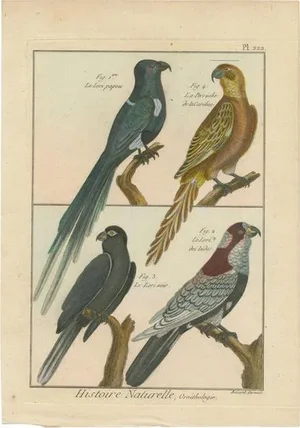 R. Bernard, Four Parrots, 1792, Hand-Colored Copper Engraving