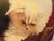 Beautiful White Himalayan Cat on 18"x24"x2" gallery-wrapped canvas reclining on a chaise by Artist Antoinette