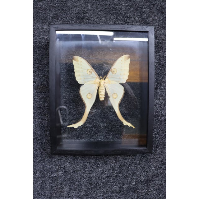 Glass Framed Female Comet Moth Shadow Box Specimen Display For Sale - Image 7 of 10