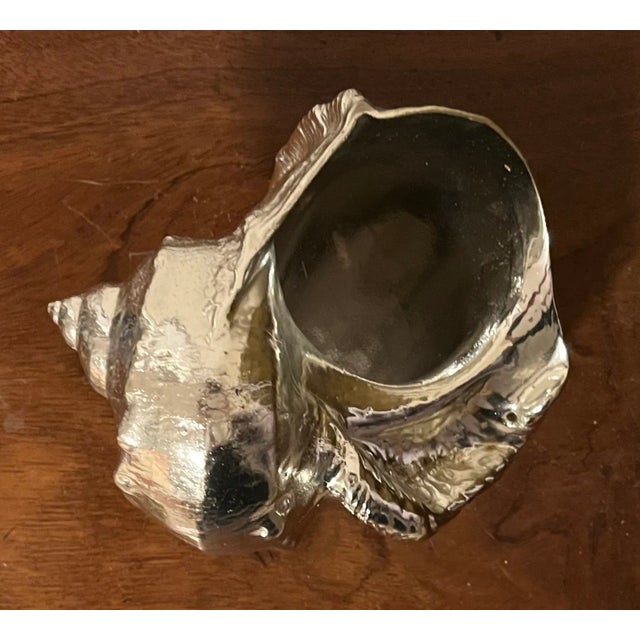 Italian Silvered Turbo Marmoratus or Turban Snail Sea Shell Specimen For Sale - Image 11 of 12