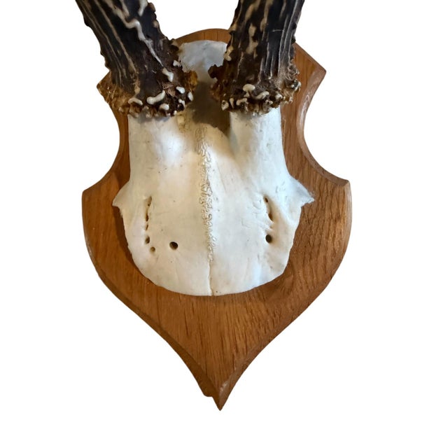 Roe Deer Trophy 134 Black Foret Antlers For Sale - Image 4 of 5