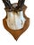 Roe Deer Trophy 134 Black Foret Antlers For Sale - Image 4 of 5