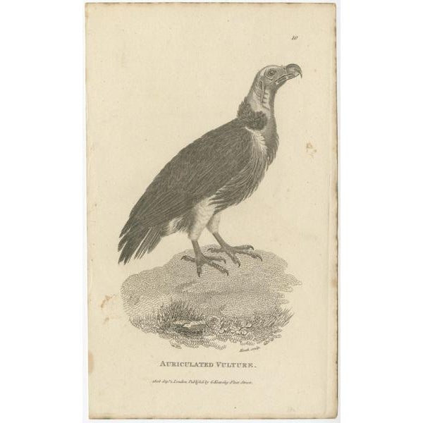 G. Shaw, Imperial Eagle and Turkey Vulture, 1809, Set of 2 For Sale - Image 3 of 6