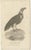 G. Shaw, Imperial Eagle and Turkey Vulture, 1809, Set of 2 For Sale - Image 3 of 6