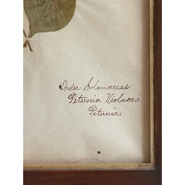 Rustic European Antique Swedish Herbarium - Petunia, 19th Century For Sale - Image 3 of 8