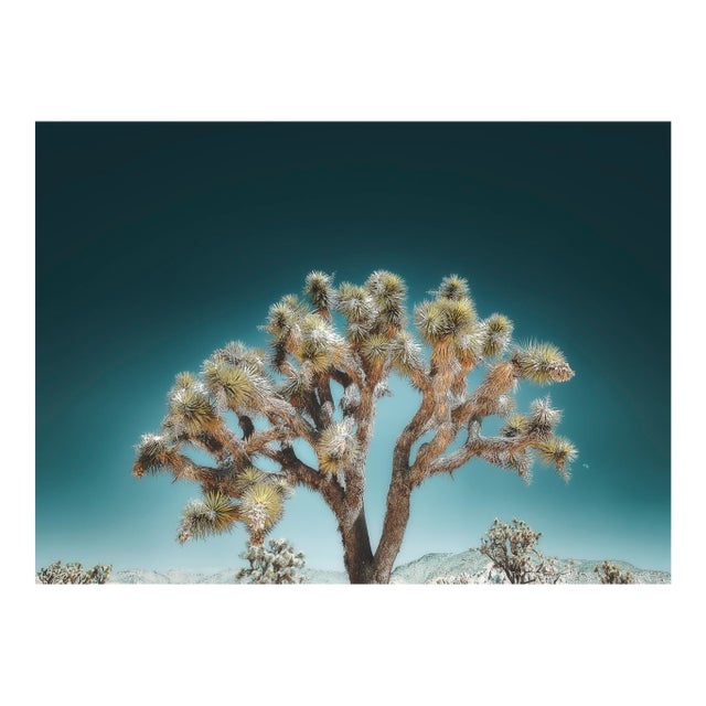 Joshua Tree, Twilight Blue Contemporary, Fine Art Photography by Kristin Hart For Sale