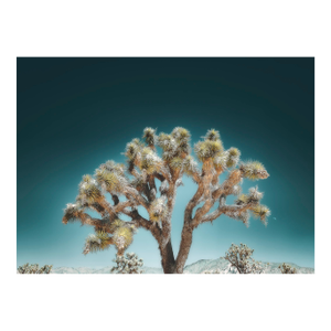 Joshua Tree, Twilight Blue Contemporary, Fine Art Photography by Kristin Hart