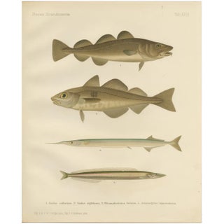 Aeg, Scandinavian Fish, 1895, Lithograph For Sale