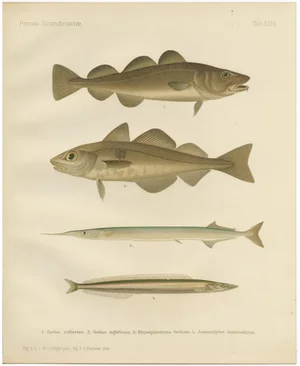 Aeg, Scandinavian Fish, 1895, Lithograph